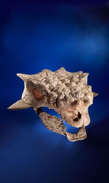 File:Ankleosaur.jpg